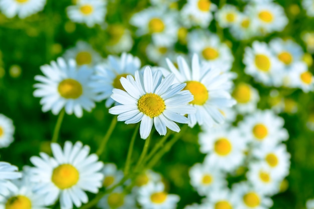 Prato estivo di margherite in fiore