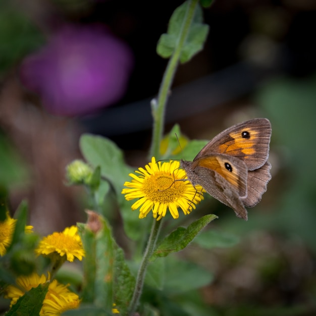 Prato farfalla marrone che si nutre di un comune Fleabane
