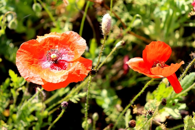 Prato fiori di camomilla e papaveri rossi paesaggio rurale