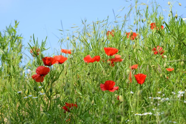 Prato fiorito con papaveri, primavera