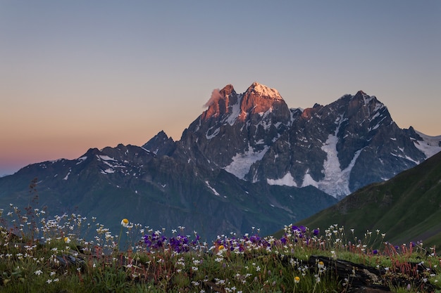 Prato fiorito e montagna Ushba all'alba