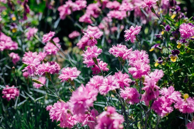 Prato fiorito in estate con fiordalisi rosa SunlightCentaurea cyanus Un campo di fiori di campo