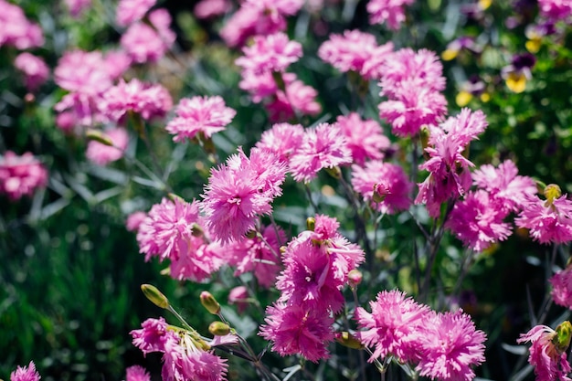 Prato fiorito in estate con fiordalisi rosa SunlightCentaurea cyanus Un campo di fiori di campo