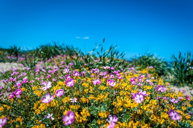 Prato fiorito in primavera