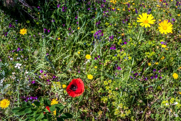 Prato fiorito in primavera