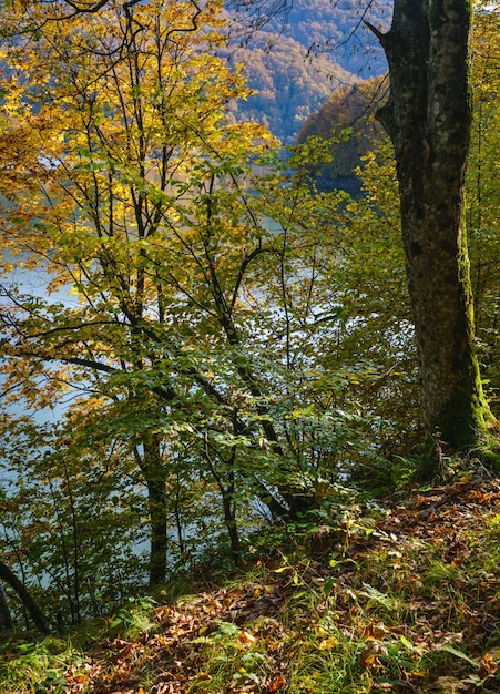 Prato forestale sulla riva del pittoresco lago Vilshany serbatoio d'acqua sul fiume Tereblya Transcarpazia Ucraina Bella giornata autunnale nei Carpazi