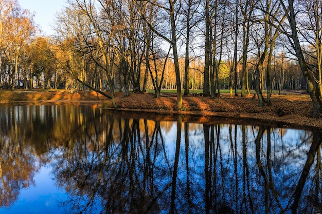 Prato giallo nel parco cittadino con palude sotto la luce del sole