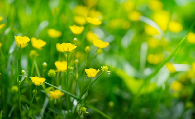 Prato giallo ranuncolo primavera sfondo Copia spazio