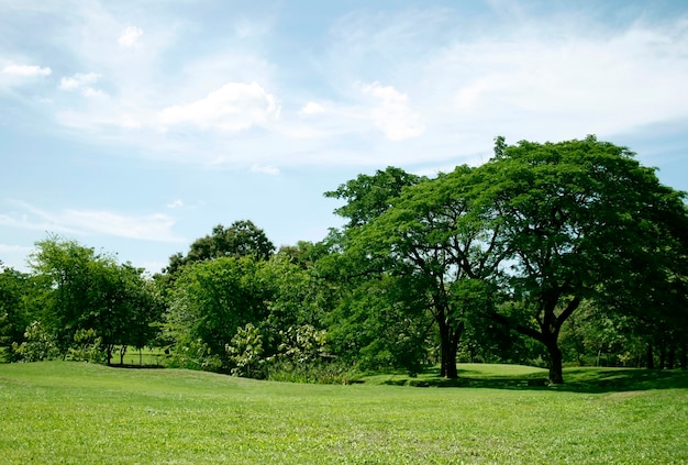 Prato in giardino con grande albero