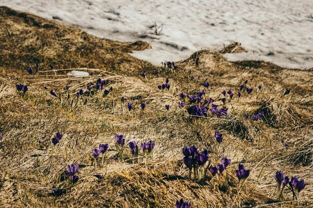 Prato in montagna con fiori di croco scongelare la primavera