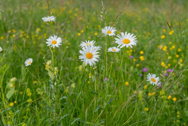 Prato in primavera con fiori