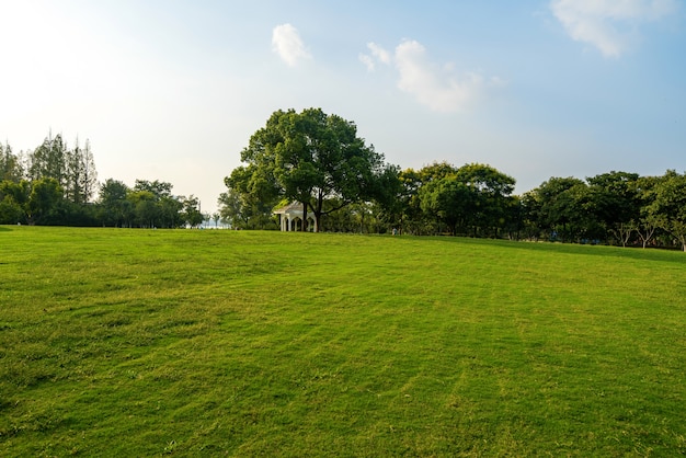 Prato nel verde del parco