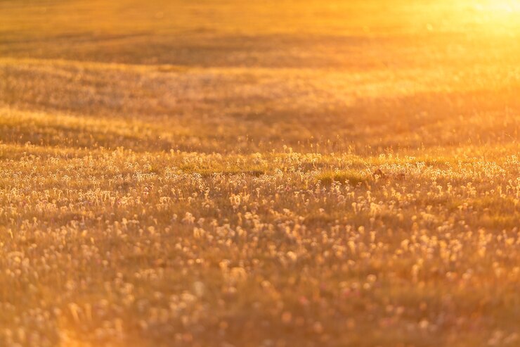 Foto prato nella luce dorata del tramonto