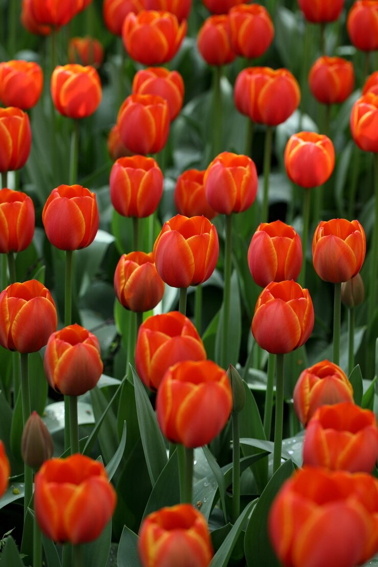 Prato o campo di tulipani rossi luminosi in fiore con foglie verdi sullo sfondo naturale