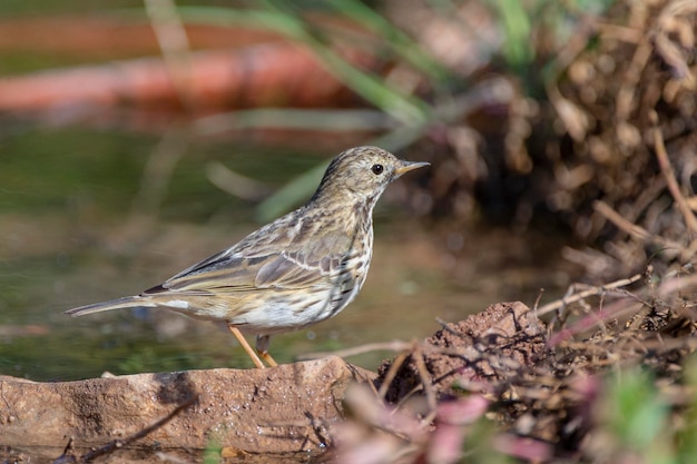 Prato pipit Anthus pratensis Toledo Spagna