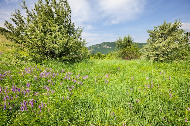 prato primavera