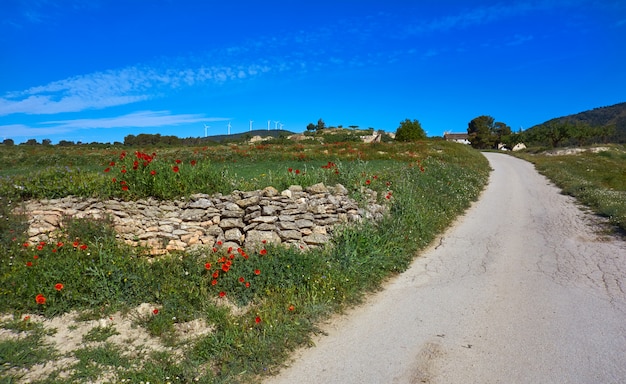 Prato primaverile Camino Santiago Levante