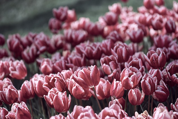 Prato primaverile con fiori di tulipano rosso con strisce bianche floreale naturale stagionale sfondo pasquale con spazio per la copia