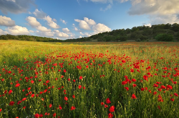 Prato primaverile di papaveri