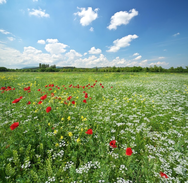 Prato primaverile e bellissimo fiore al giorno