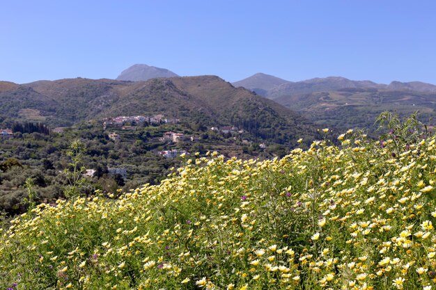 Prato primaverile in montagna