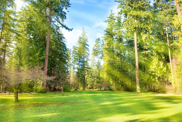 Prato verde con alberi nel parco sotto la luce del sole con raggi