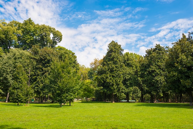 Prato verde con alberi nel parco sotto la luce del sole