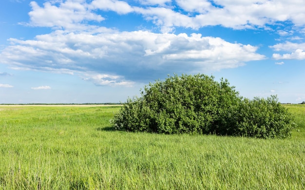 Prato verde con albero e cielo blu con nuvole paesaggio estivo