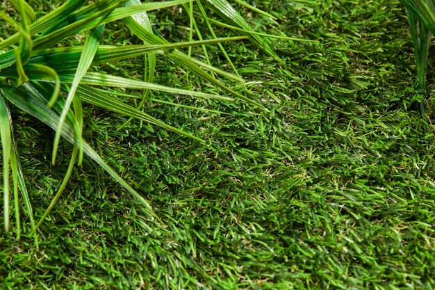 Prato verde con erba succosa