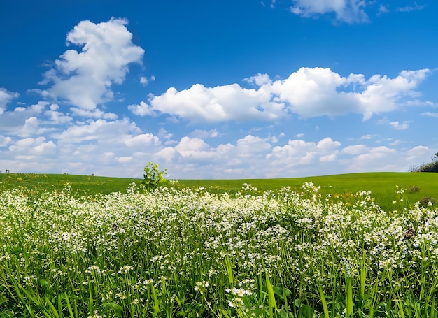 Prato verde con fiori bianchi e cielo blu con nuvole bianche