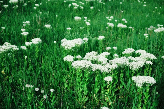 Prato verde con fiori di campo bianchi