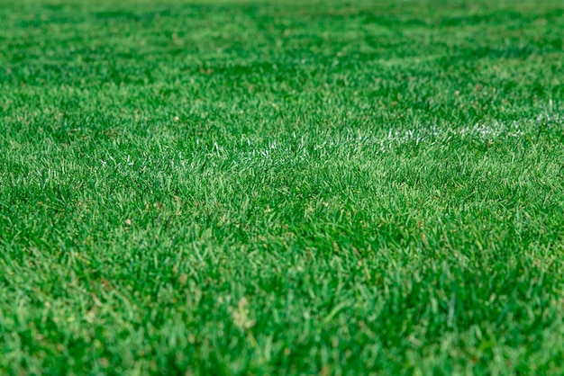 Prato verde dell'erba sul campo di calcio