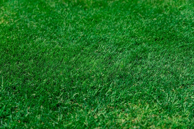 Prato verde dell'erba sul campo di calcio