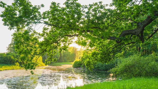 Prato verde della sorgente con erba fertile e una quercia sopra uno stagno.