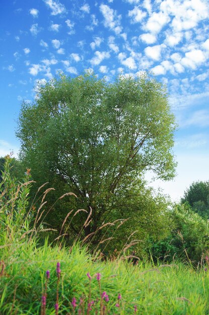 Prato verde e alberi, nuvole bianche e cielo blu