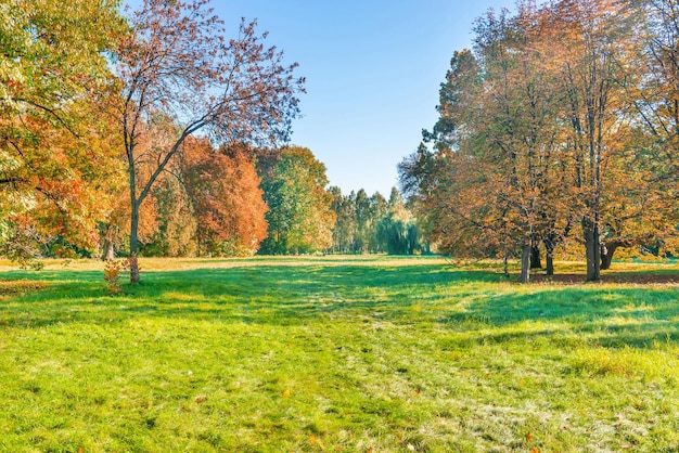 Prato verde e foresta autunnale