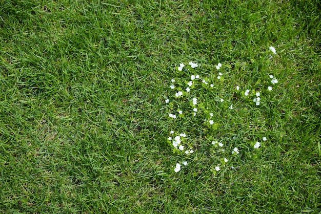 Prato verde e piccoli fiori bianchi sullo sfondo