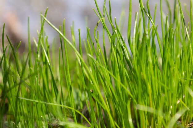 Prato verde Gocce di pioggia sull'erba Primo piano naturale del fondo dell'erba e del fogliame