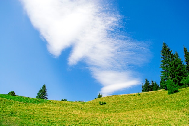 prato verde ha mangiato sul cielo blu di sfondo