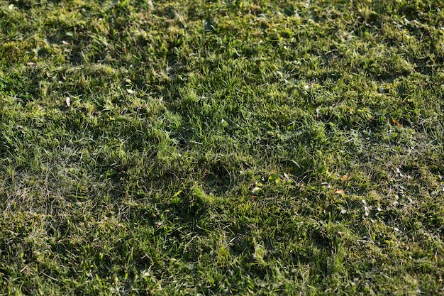 Prato verde in cattive condizioni e necessita di manutenzione. Primo piano