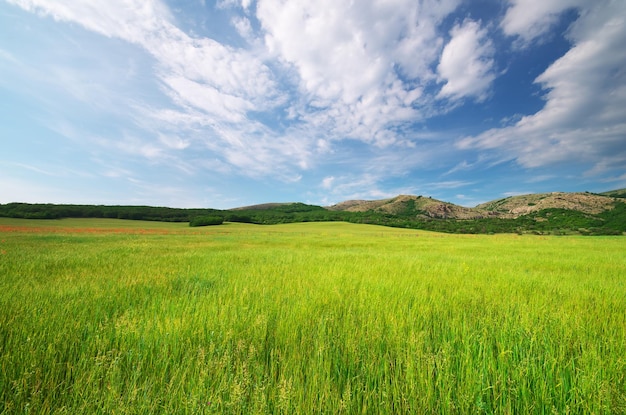 Prato verde in montagna Composizione della natura