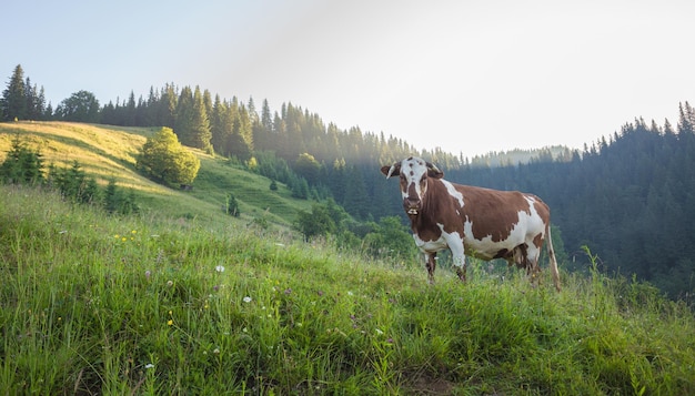 Prato verde in montagna e mucche