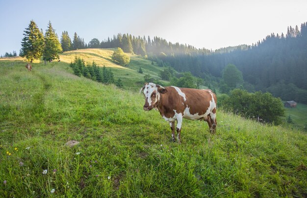 Prato verde in montagna e mucche