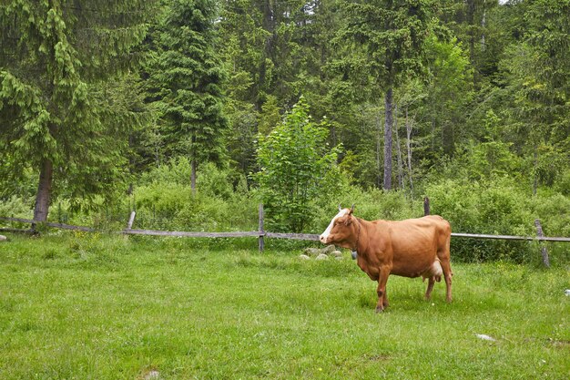 Prato verde in montagna e mucche
