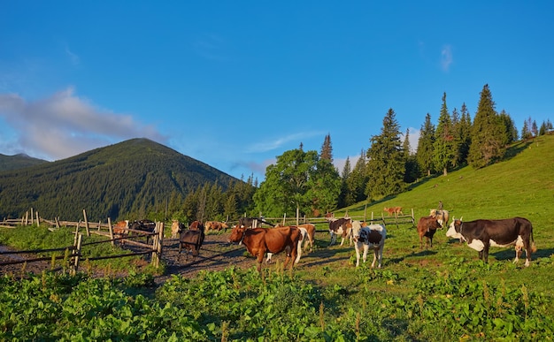 Prato verde in montagna e mucche