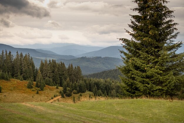 Prato verde in montagna