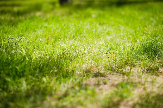 Prato verde in una calda e soleggiata giornata estiva