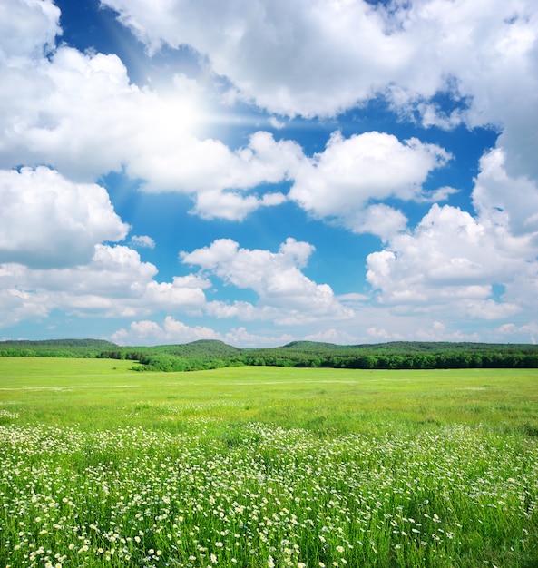 Prato verde nel paesaggio delle montagne