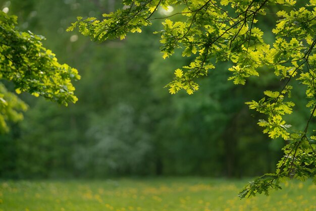 Prato verde nel parco cittadino