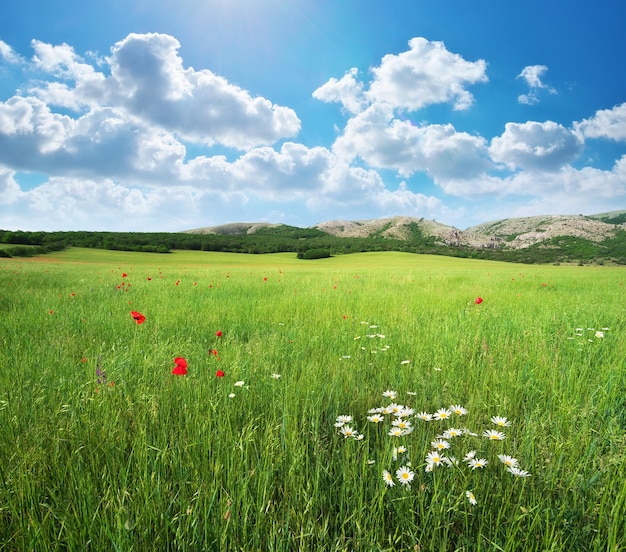 Prato verde primaverile. Composizione nel paesaggio della natura.